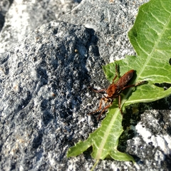 Diogmites basalis