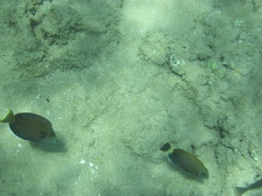 Acanthurus nigroris