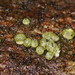 Hypocrea gelatinosa - Photo (c) Reiner Richter, alguns direitos reservados (CC BY-NC-SA), uploaded by Reiner Richter