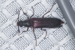 Cebrioninae