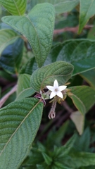 Sabicea cinerea