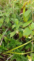 Sabicea cinerea