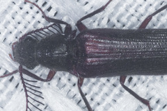 Octinodes