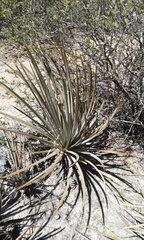 Agave striata