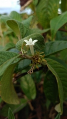 Sabicea cinerea