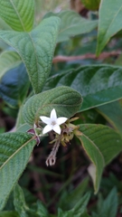 Sabicea cinerea