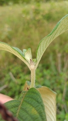 Sabicea cinerea