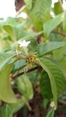 Sabicea cinerea