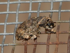 Conotrachelus seniculus