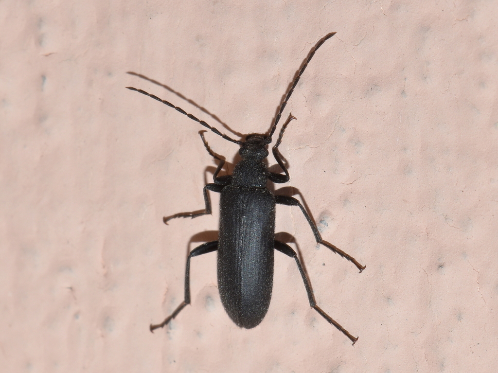 Alethia