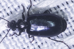 Lebia