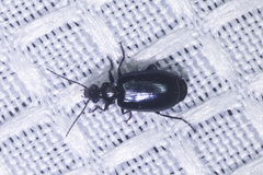 Lebia