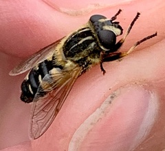 Helophilus lapponicus