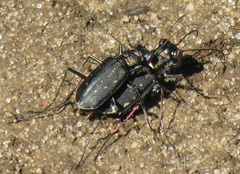 Cicindela punctulata punctulata