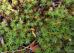 Polytrichum piliferum