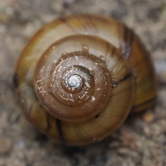 Viviparus contectus