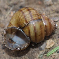 Viviparus contectus
