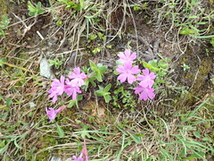 Primula integrifolia