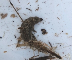 Stratiomyomorpha