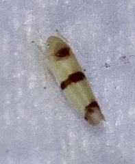 Empoa