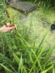 Carex
