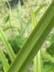 Carex