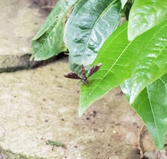 Ocyptamus fuscipennis