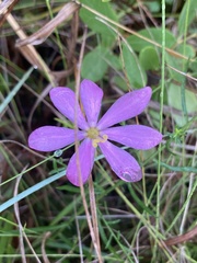 Sabatia gentianoides