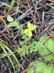 Hypericum suffruticosum