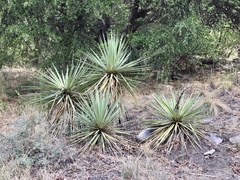 Yucca madrensis