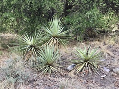 Yucca madrensis
