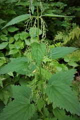 Urtica dioica