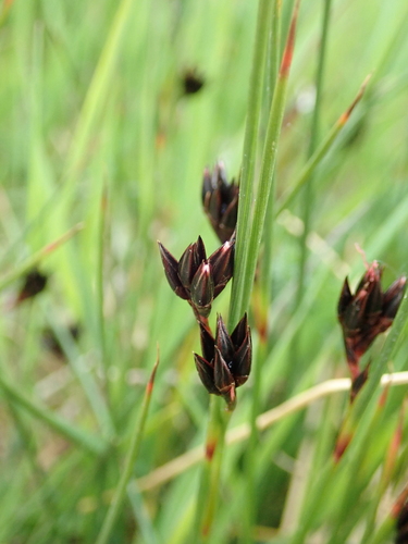 Juncus jacquinii (Juncus jacquinii)