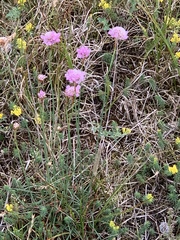 Armeria maritima elongata