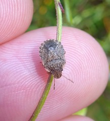 Sciocoris sideritidis