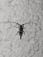 Acanthocinus griseus