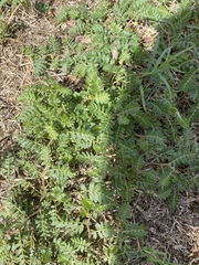 Tribulus terrestris
