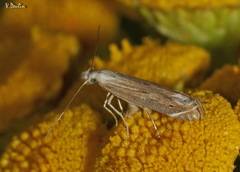 Isophrictis striatella