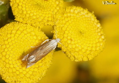 Isophrictis striatella