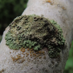 Phaeophyscia ciliata