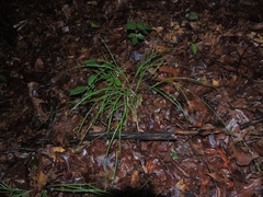 Carex debilis debilis