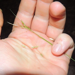 Carex debilis debilis