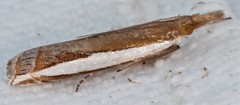 Crambus quinquareatus