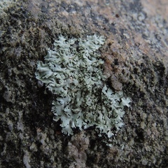 Phaeophyscia hirsuta