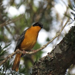 Cossypha dichroa dichroa