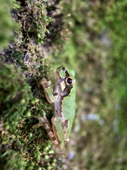 Hyla japonica