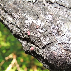 Marchandiomyces corallinus