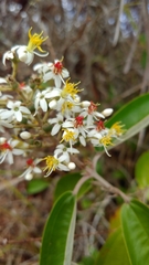 Miconia stenostachya