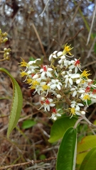 Miconia stenostachya