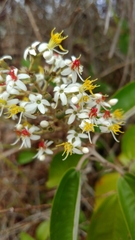 Miconia stenostachya